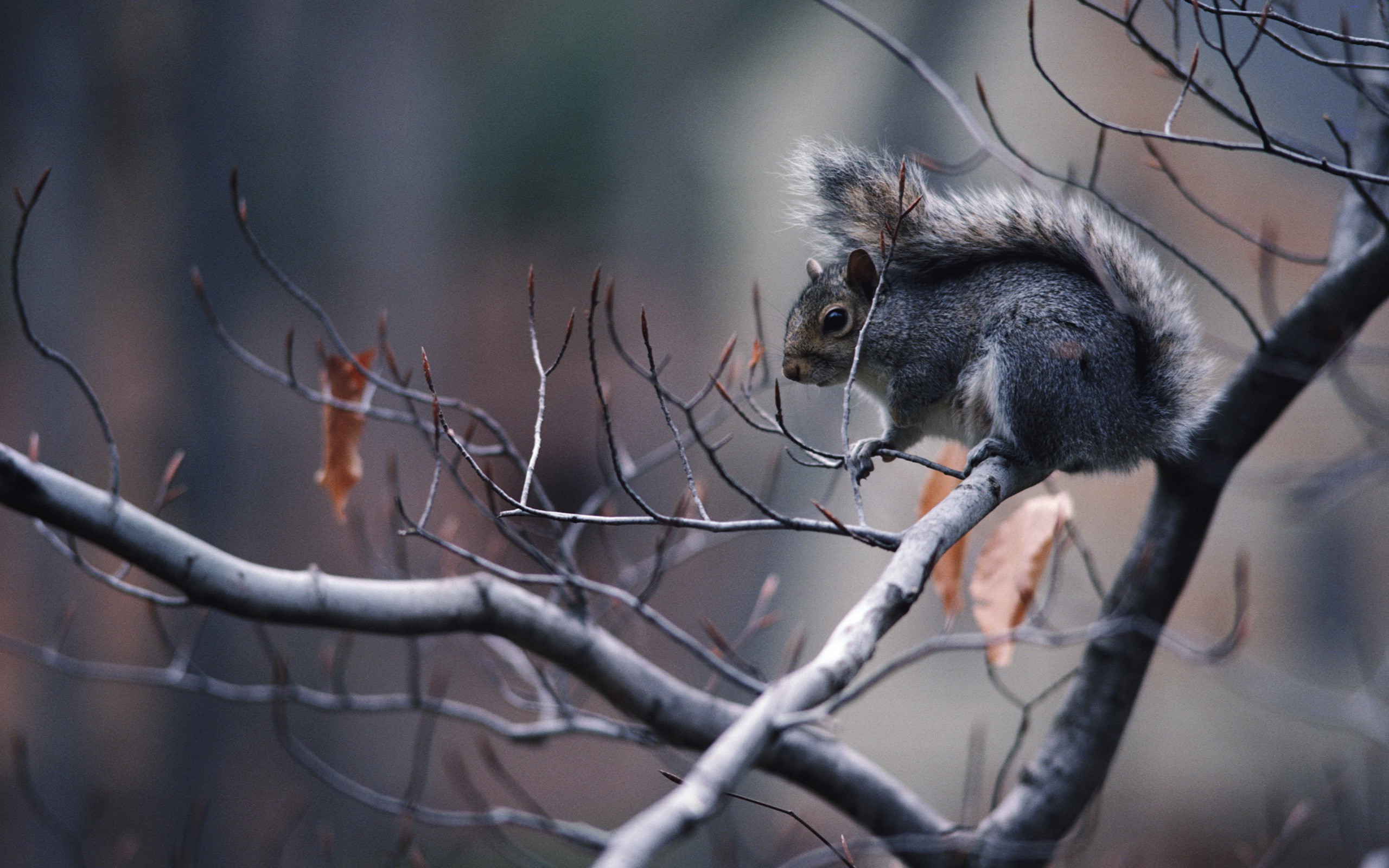 squirrel, Ready, For, Winter Wallpaper
