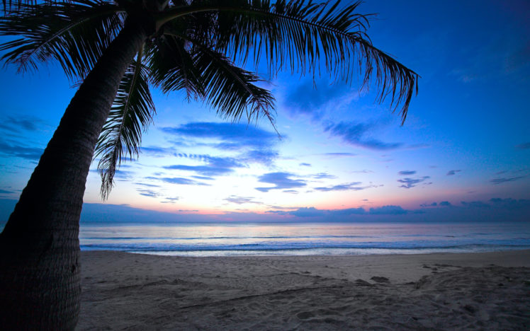 cloudy, Sky, Weeping, Palm, Tree, Tropical, Sunset, Caribbean, Ocean HD Wallpaper Desktop Background