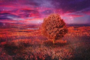 field, Tree, 3d, Art, Autumn, Stars