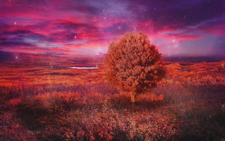 field, Tree, 3d, Art, Autumn, Stars HD Wallpaper Desktop Background