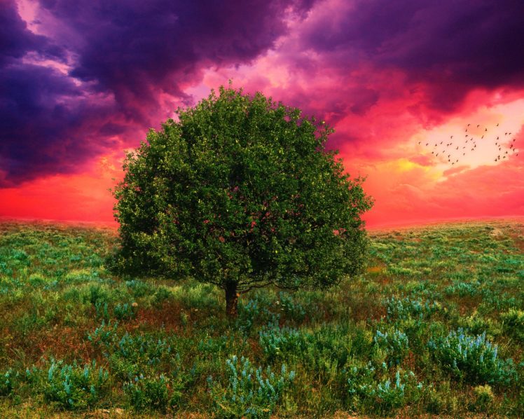 field, Tree, 3d, Art, Sunset HD Wallpaper Desktop Background