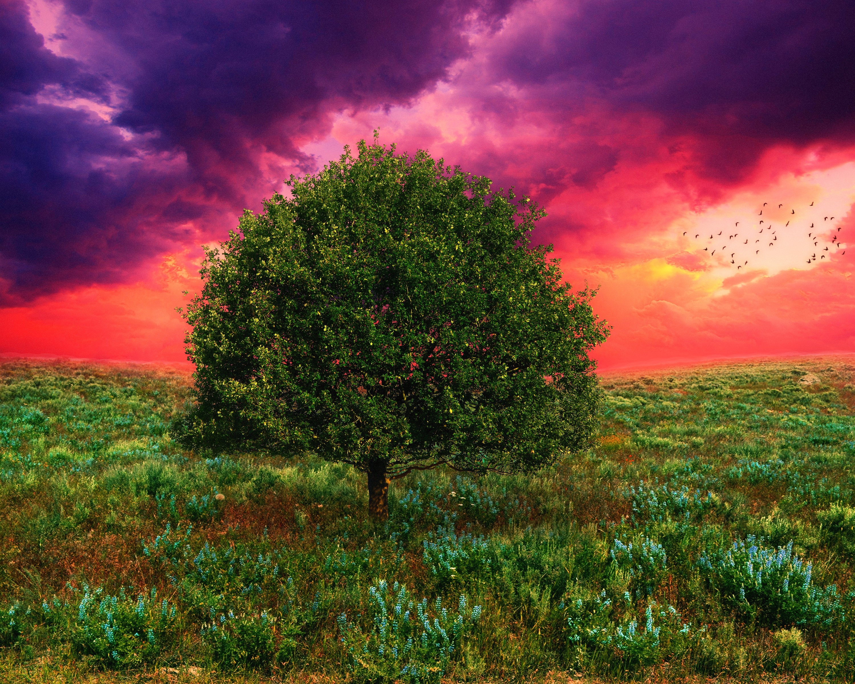 field, Tree, 3d, Art, Sunset Wallpaper