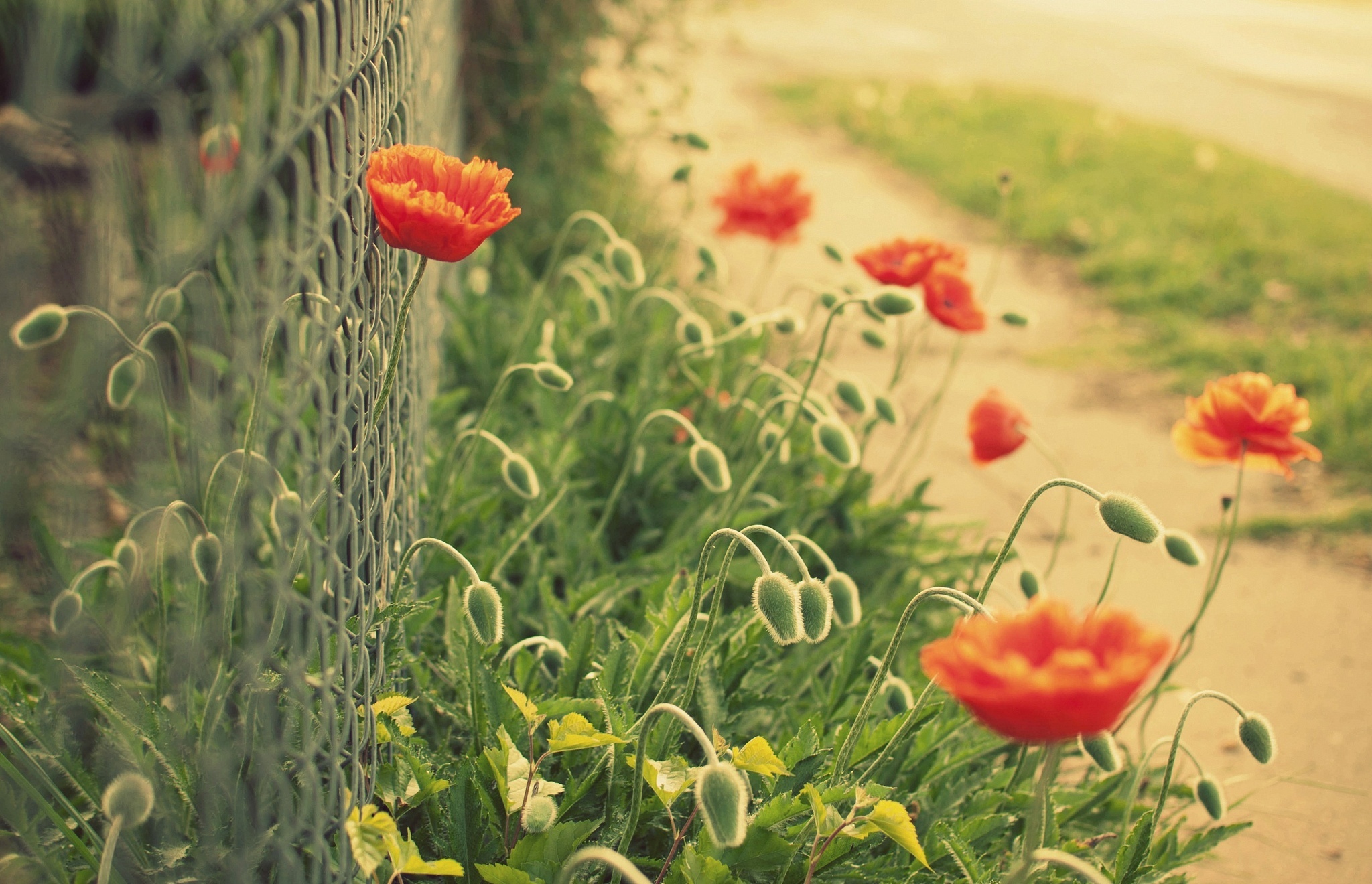 flowers, Flower, Poppy, Red, Green, Mesh, Fence, Bokeh Wallpaper