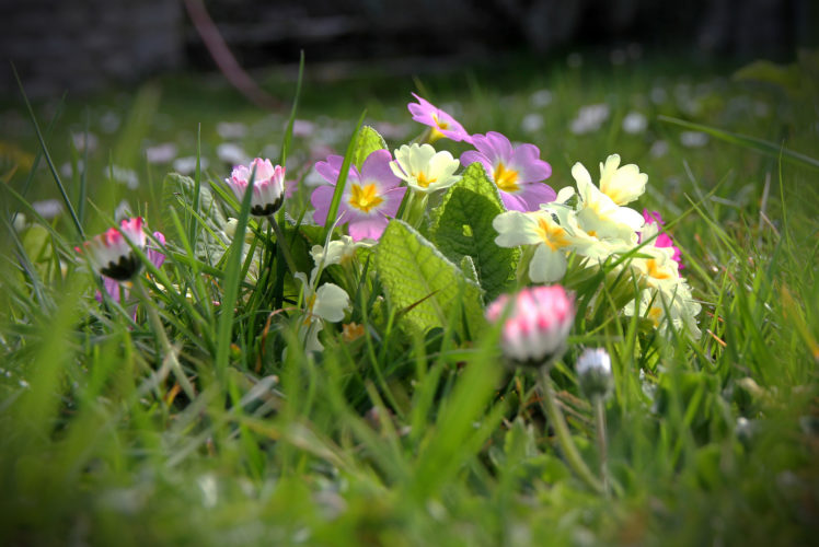 grass, Field, Spring, Flowers, Bokeh HD Wallpaper Desktop Background