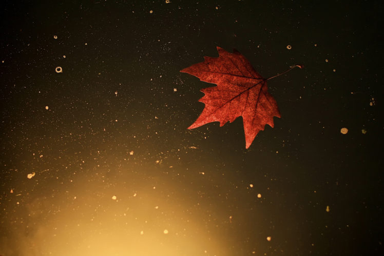 leaf, Water, Autumn, Bokeh HD Wallpaper Desktop Background