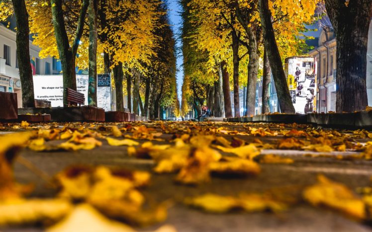leaves, Yellow, Autumn, Macro, Bokeh HD Wallpaper Desktop Background