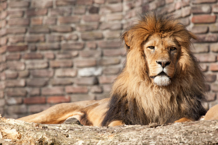 lions, Animals HD Wallpaper Desktop Background