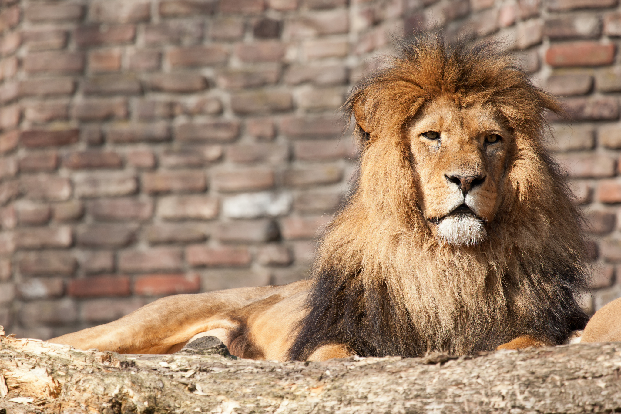 lions, Animals Wallpaper
