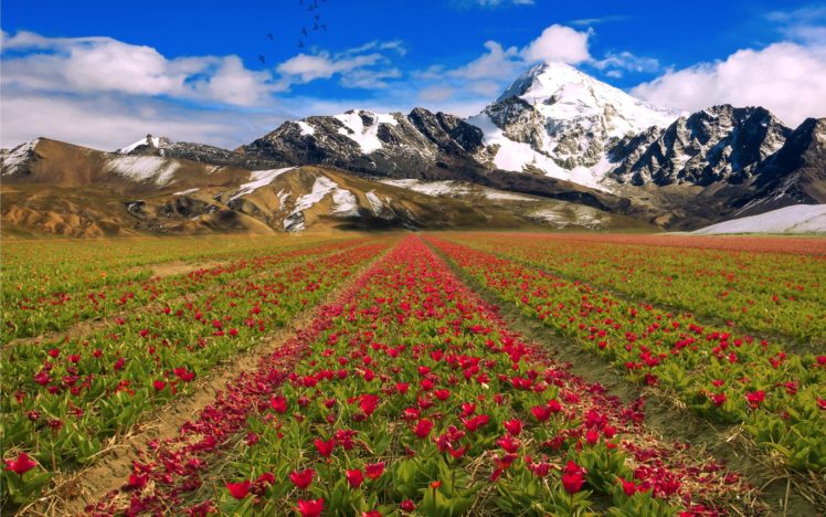 mountains, Sky, Flowers, Field, Landscape HD Wallpaper Desktop Background
