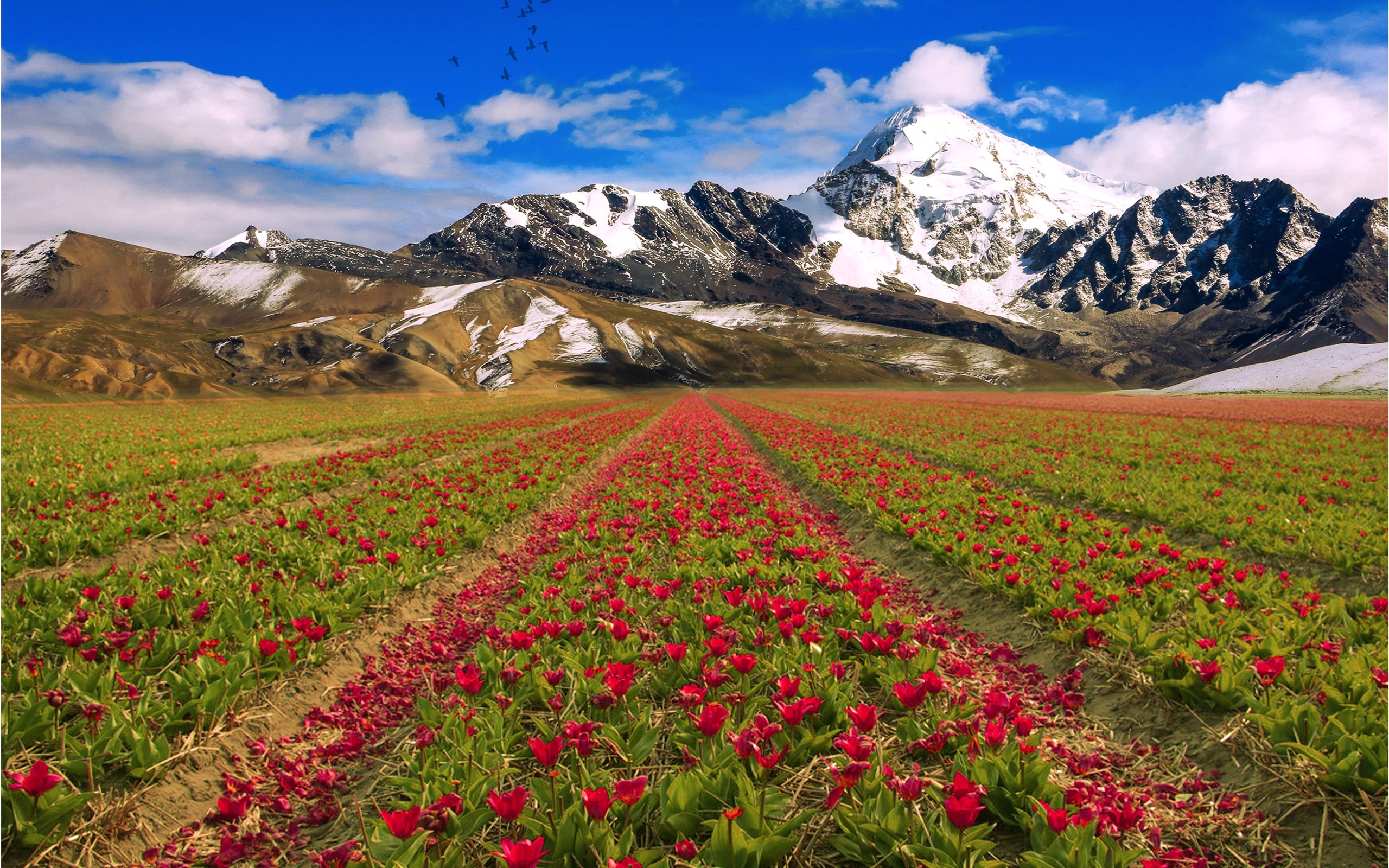 mountains, Sky, Flowers, Field, Landscape Wallpaper