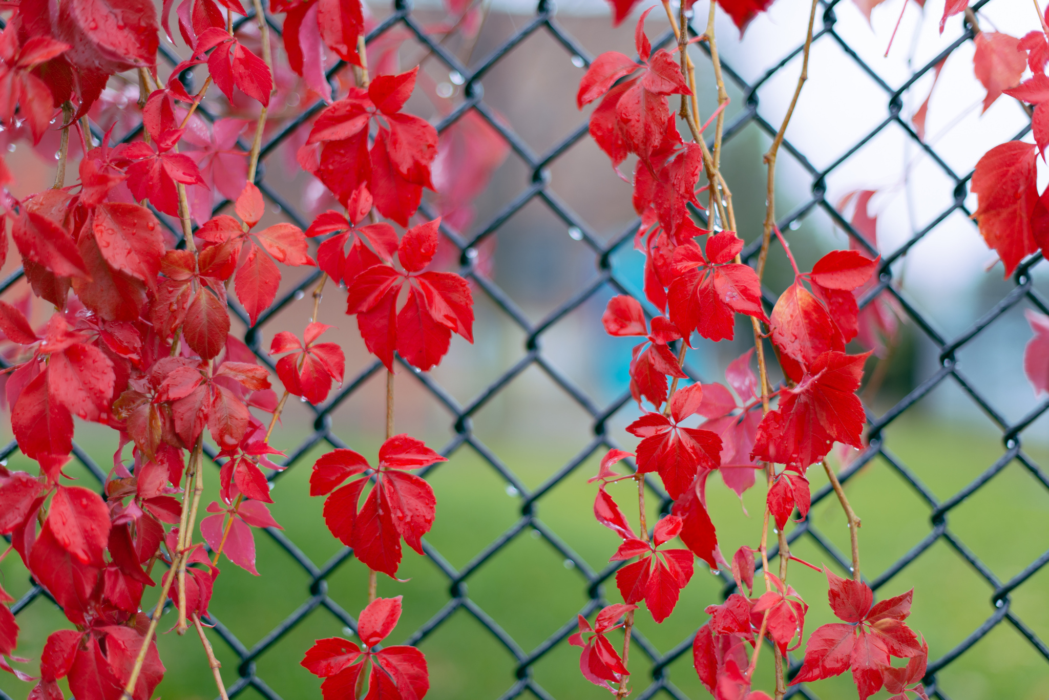 red, Leaves, Twigs, Ivy, Drops, Fence, Bokeh, Autumn Wallpaper