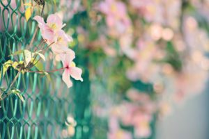 nature, Flowers, Fences, Bokeh, Macro, Chain, Link, Fence, Pink, Flowers