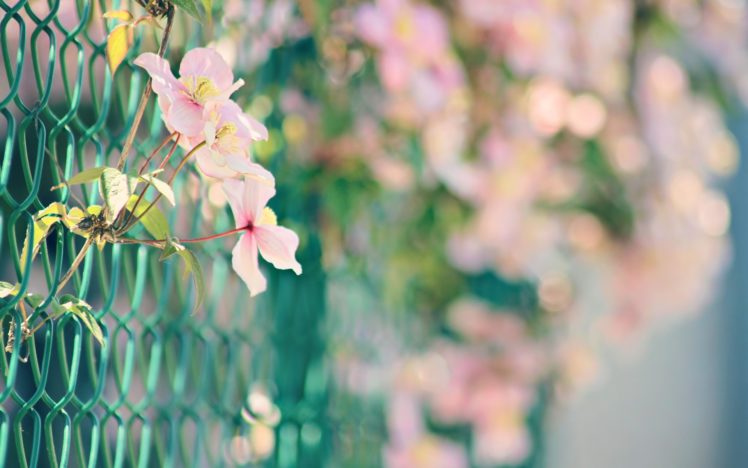 nature, Flowers, Fences, Bokeh, Macro, Chain, Link, Fence, Pink, Flowers HD Wallpaper Desktop Background