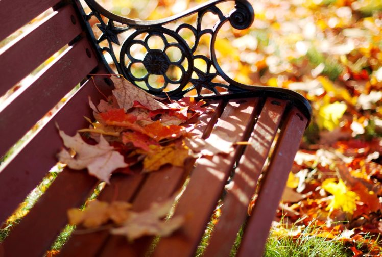 seasons, Autumn, Foliage, Bench, Maple, Nature, Bokeh HD Wallpaper Desktop Background