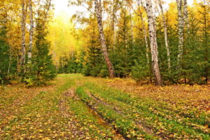 seasons, Autumn, Trees, Birch, Nature