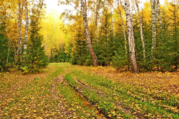 seasons, Autumn, Trees, Birch, Nature HD Wallpaper Desktop Background