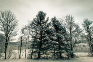 seasons, Winter, Trees, Nature, Snow