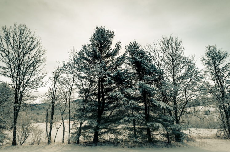seasons, Winter, Trees, Nature, Snow HD Wallpaper Desktop Background