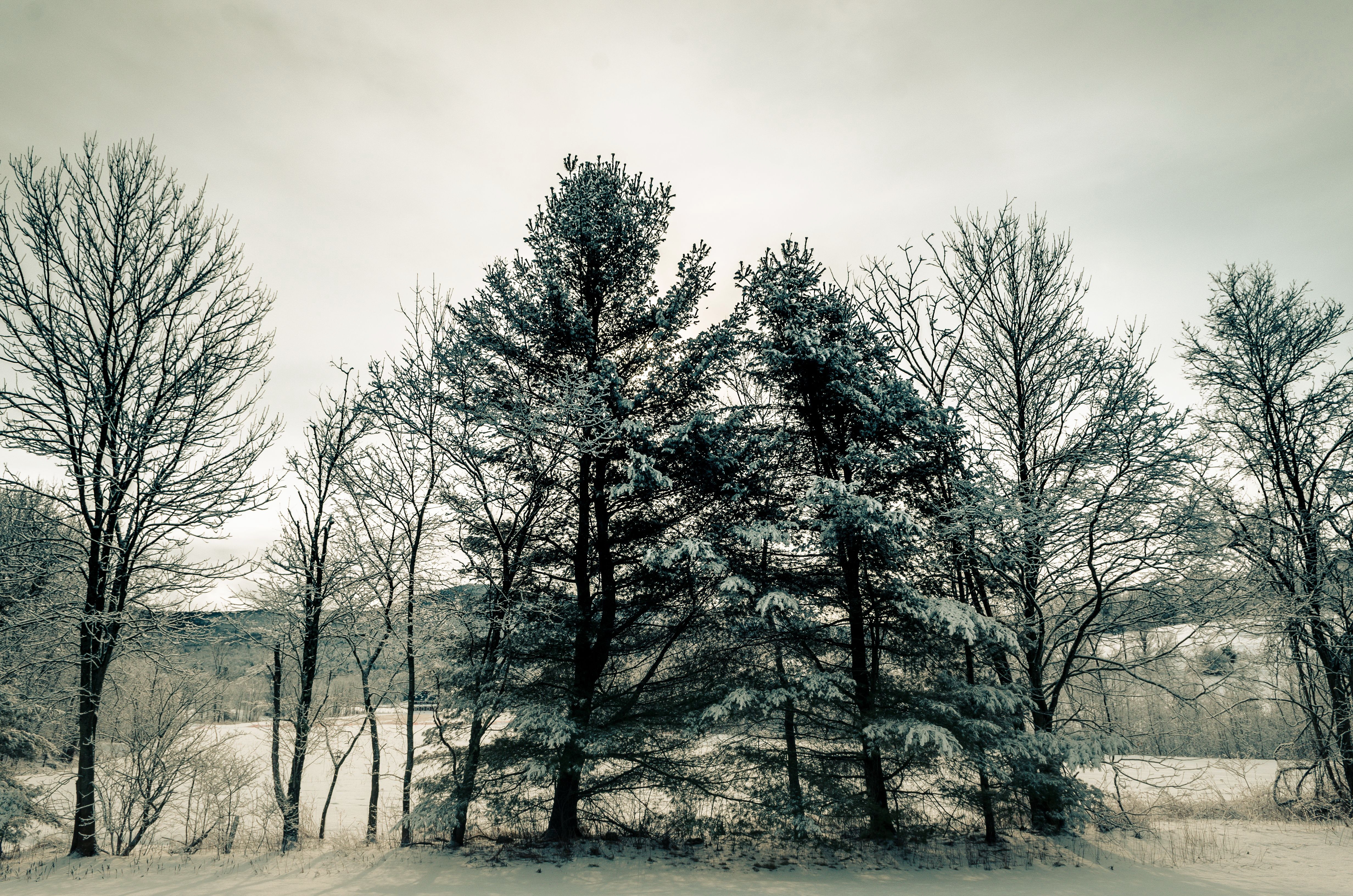 seasons, Winter, Trees, Nature, Snow Wallpaper