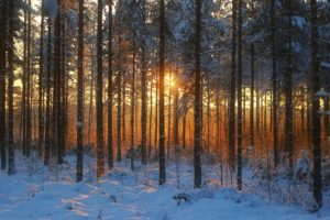 sunset, Winter, Forest, Landscape