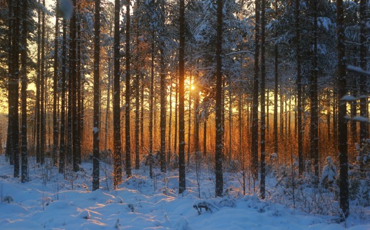 sunset, Winter, Forest, Landscape HD Wallpaper Desktop Background