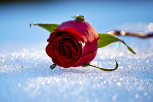 winter, Snow, Rose, Bokeh