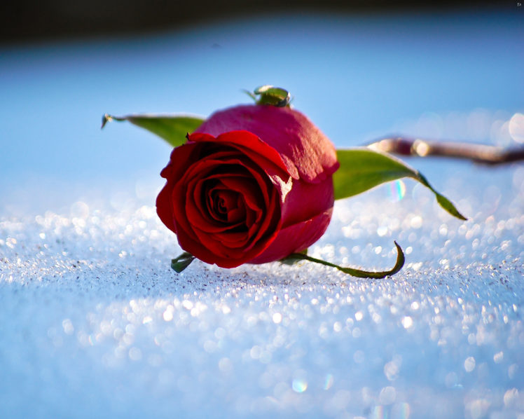 winter, Snow, Rose, Bokeh HD Wallpaper Desktop Background