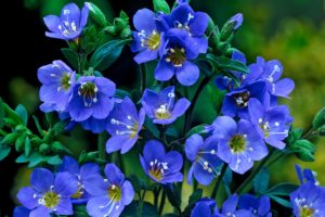 flower, Blue