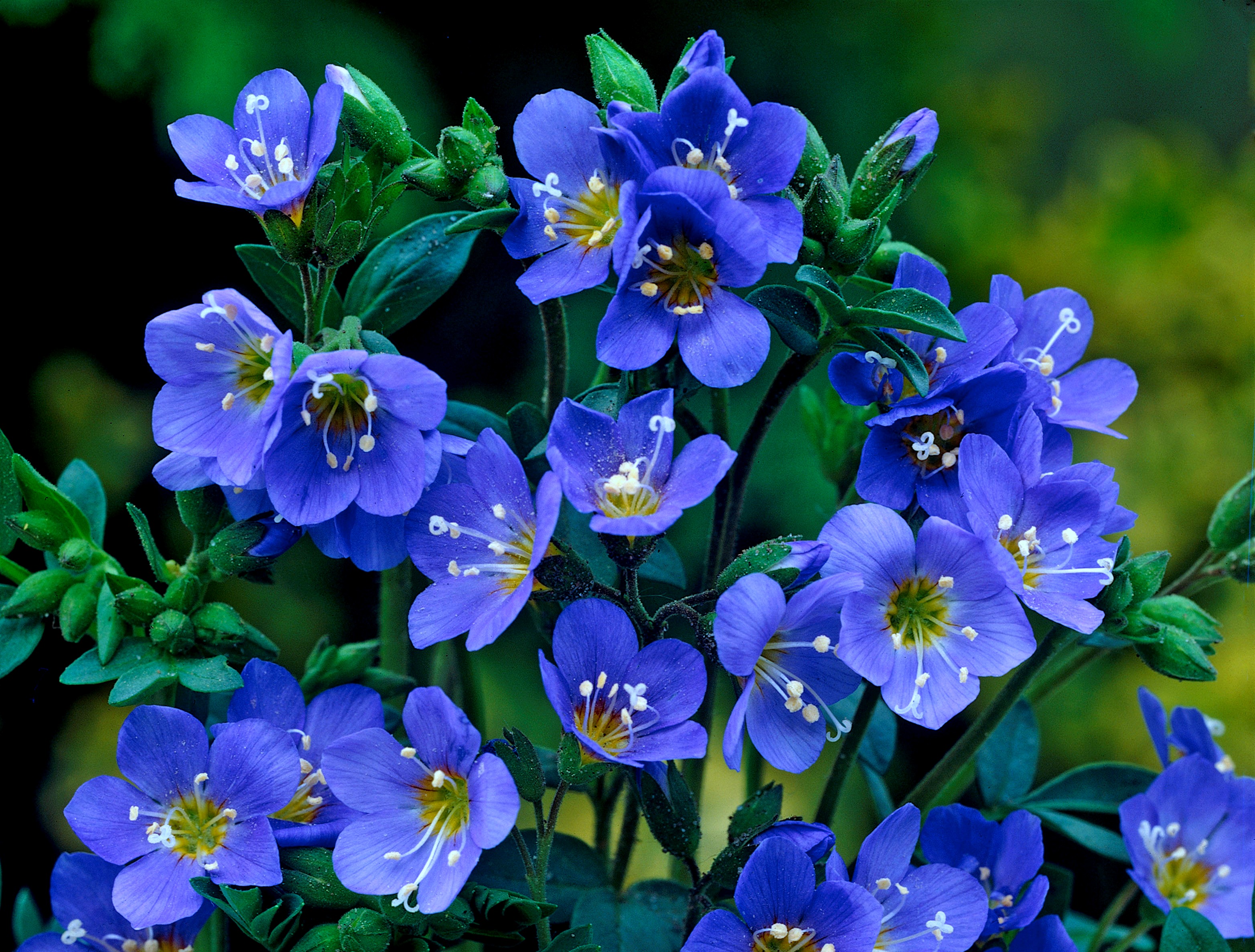 flower, Blue Wallpaper