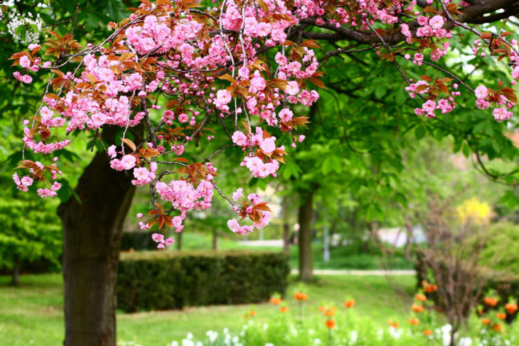 flower, Garden, Blossoms Wallpapers HD / Desktop and Mobile Backgrounds