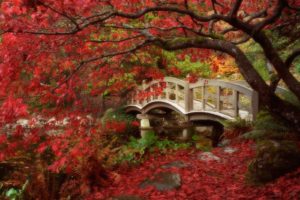 japanese, Garden, Royal, Roads, University, British, Columbia, Autumn