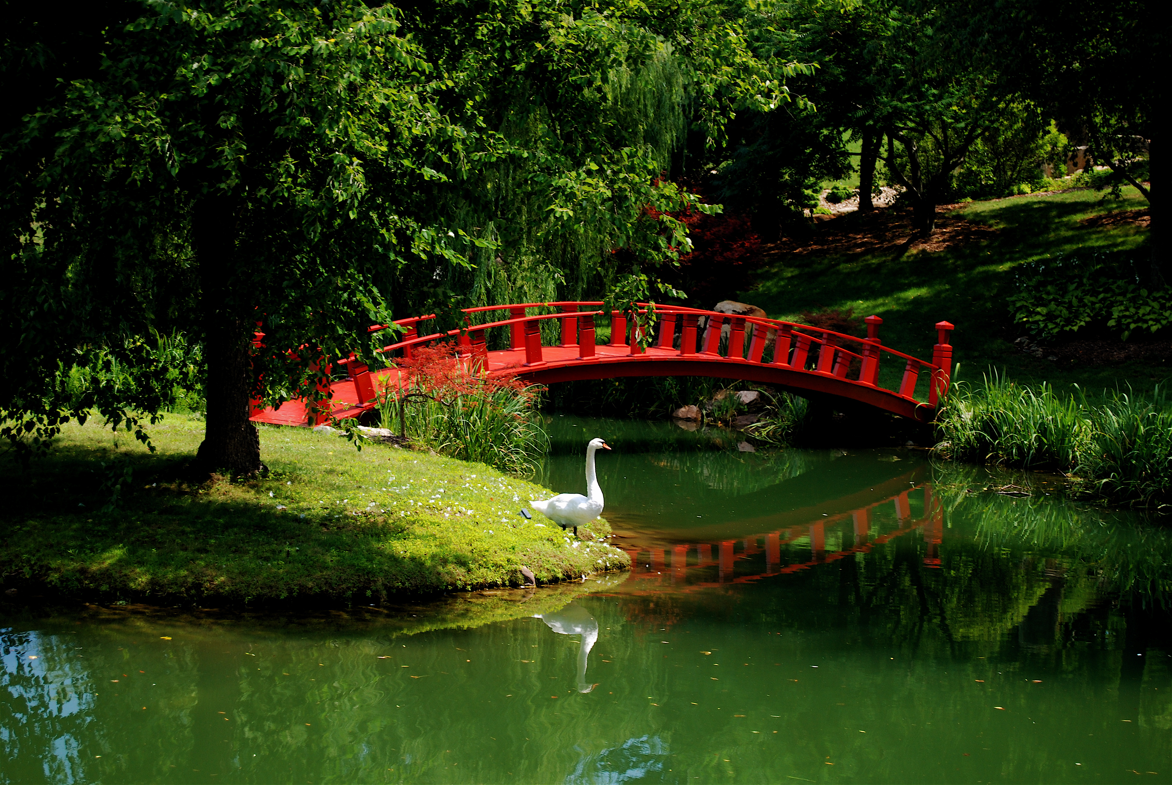 garden, Swan, River, Bridge, Asian, Mood, Jpg Wallpaper