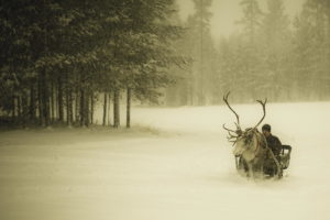 winter, Snow, Snow, Forest, Man, Sleigh, Reindeer, Finland, Christmas