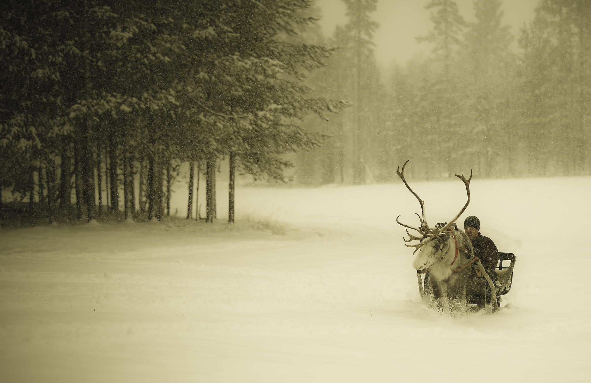 winter, Snow, Snow, Forest, Man, Sleigh, Reindeer, Finland, Christmas Wallpaper