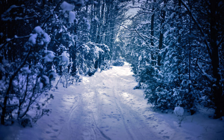 winter, Snow, Forest, Trees, Road HD Wallpaper Desktop Background