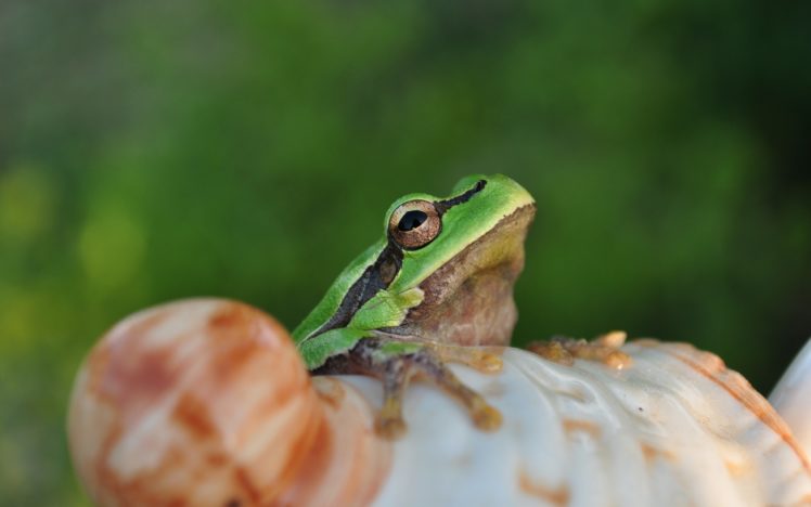 frog, On, A, Shell HD Wallpaper Desktop Background