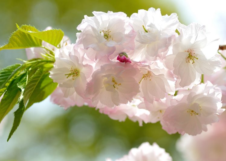 cherry, Branch, Macro, Bloom, Blossom HD Wallpaper Desktop Background