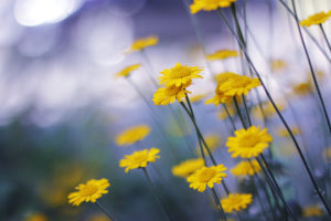 daisies, Yellow, Macro, Flowers, Nature, Bokeh