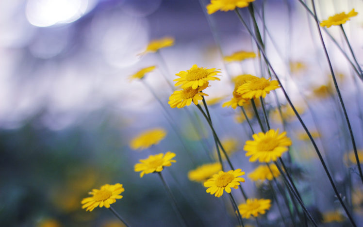 daisies, Yellow, Macro, Flowers, Nature, Bokeh HD Wallpaper Desktop Background