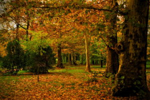 park, Autumn, Spain, Madrid, Campo, Leaves, Trunk, Trees, Nature, Photo
