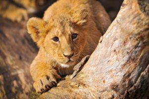 lion, Cub