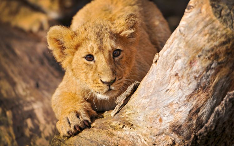 lion, Cub HD Wallpaper Desktop Background