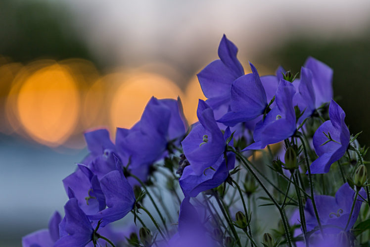 bells, Blue, Flowers, Petals, Glare, Focus, Macro, Motion, Blur, Bokeh HD Wallpaper Desktop Background