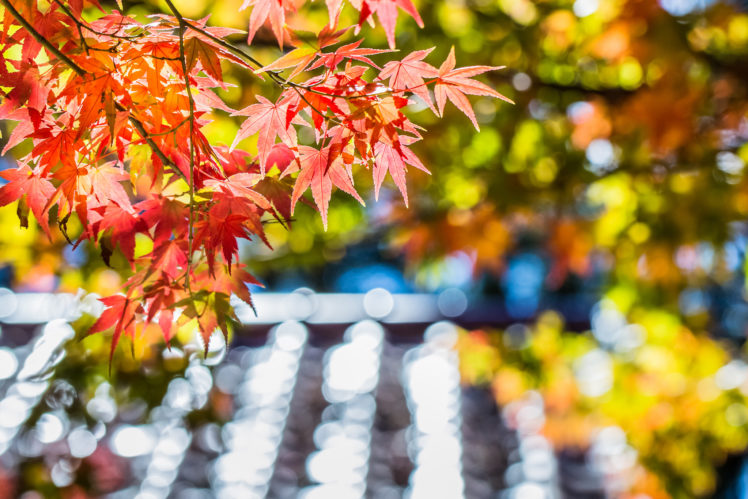 maple, Red, Leaf, Tree, Autumn, Macro, Glare, Focus, Blur HD Wallpaper Desktop Background