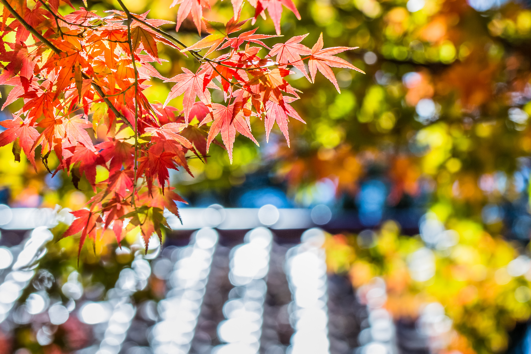 maple, Red, Leaf, Tree, Autumn, Macro, Glare, Focus, Blur Wallpaper