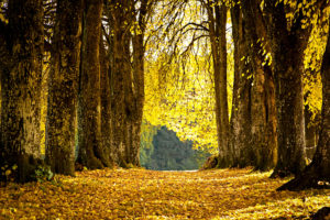 park, Alley, Leaves, Fallen, Yellow, Autumn