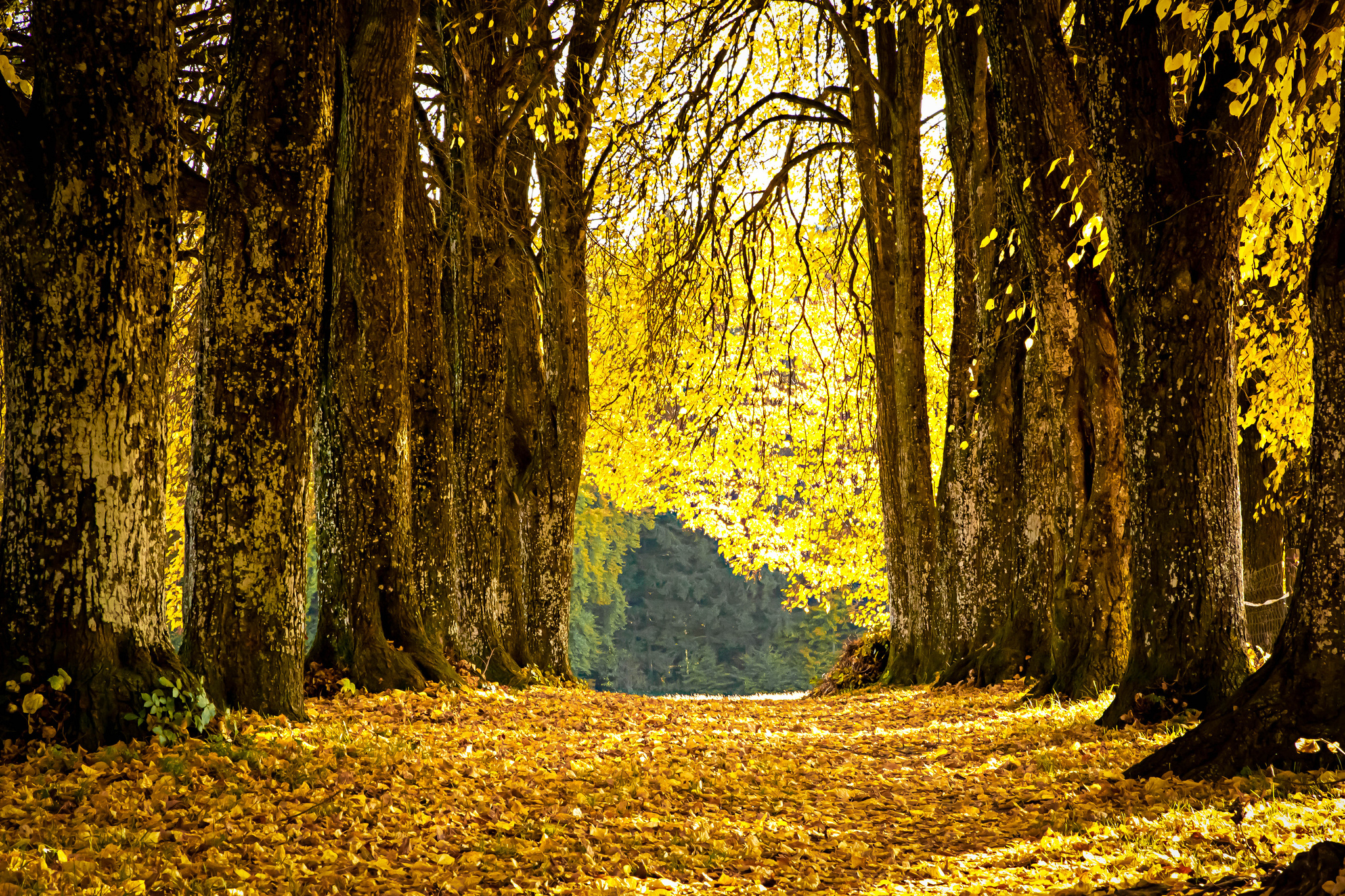 park, Alley, Leaves, Fallen, Yellow, Autumn Wallpaper