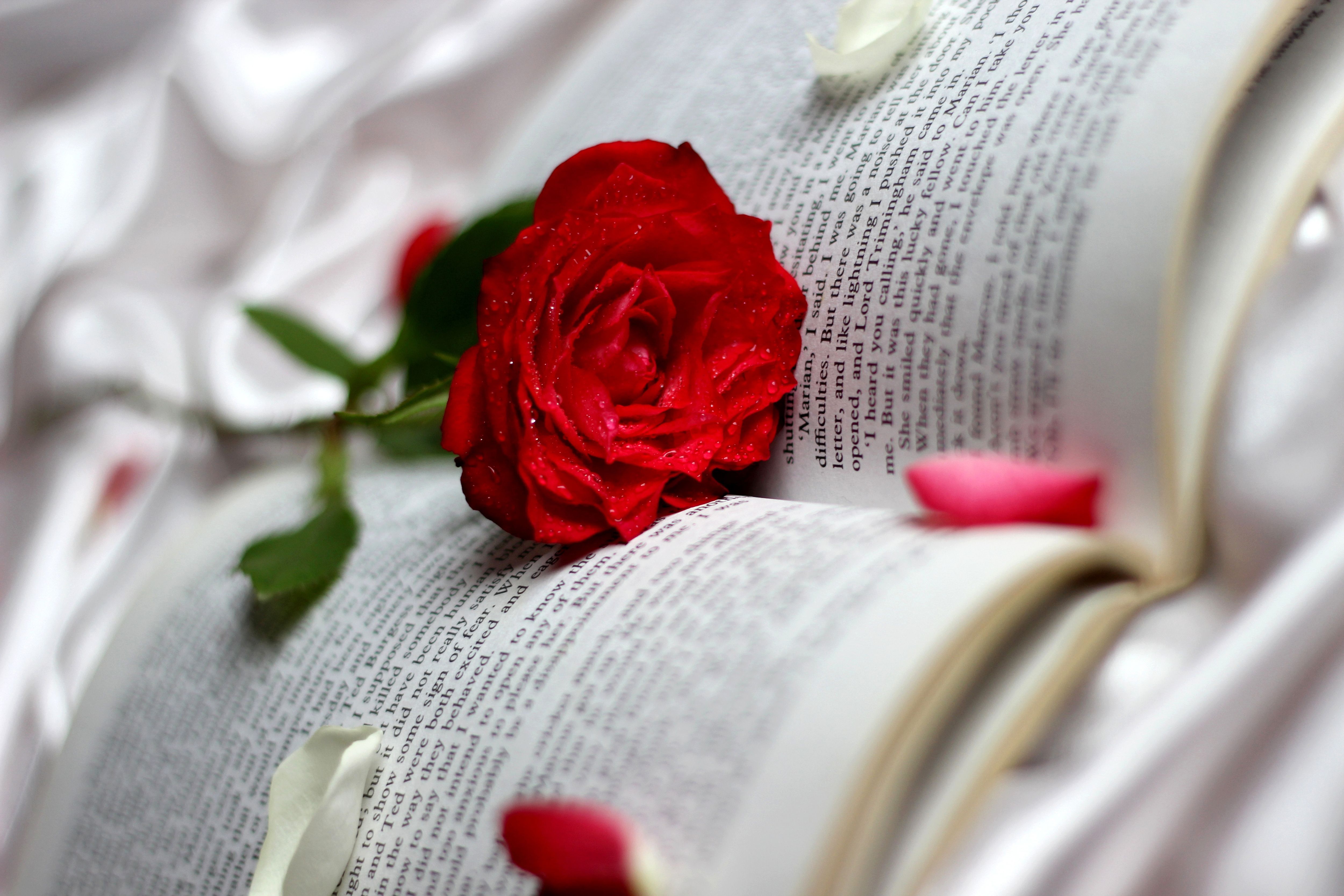 roses, Closeup, Red, Book, Flowers, Bokeh Wallpaper