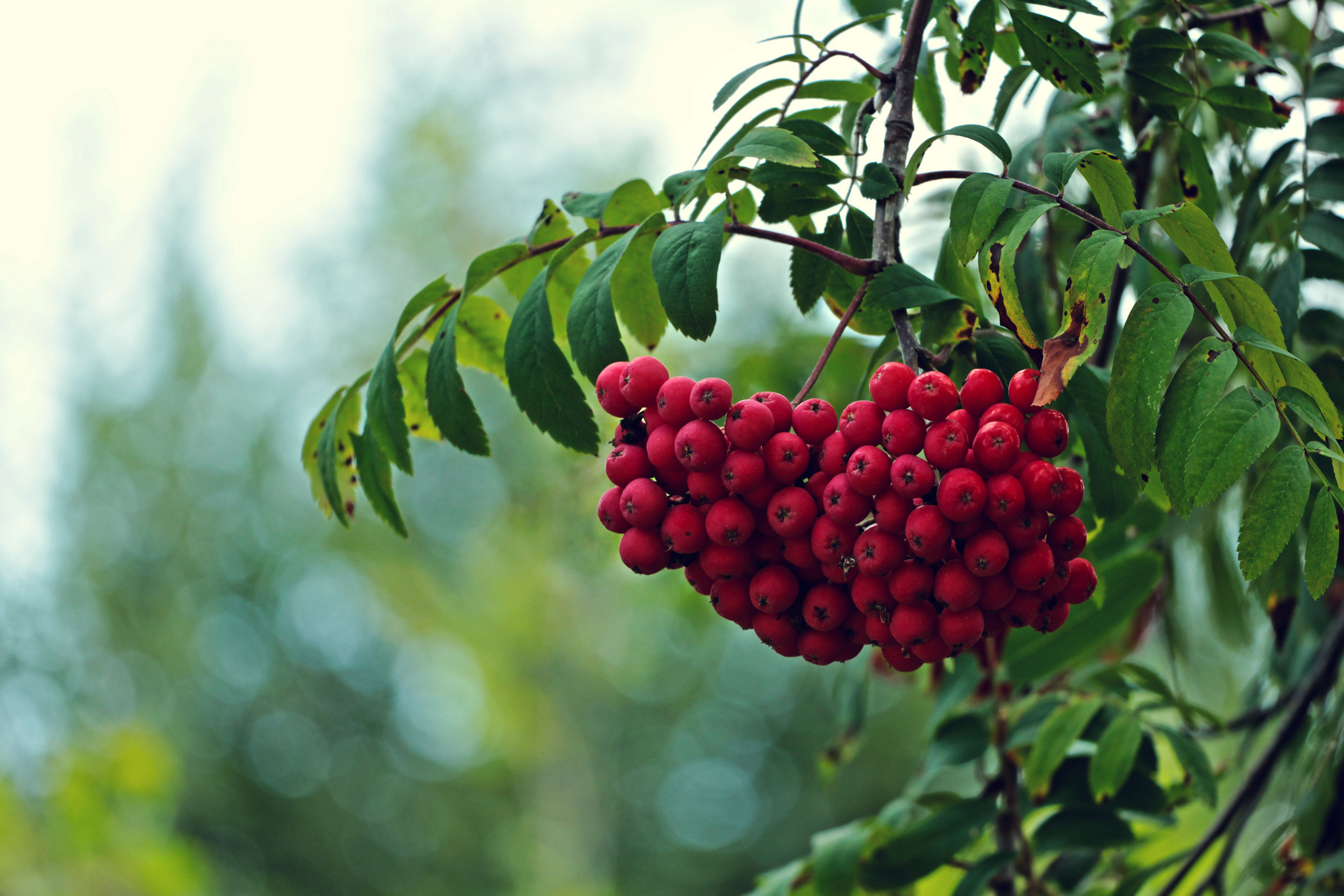 tree, Branches, Leaves, Fruit, Red, Rowan, Berry, Berries, Bokeh, Macro Wallpaper