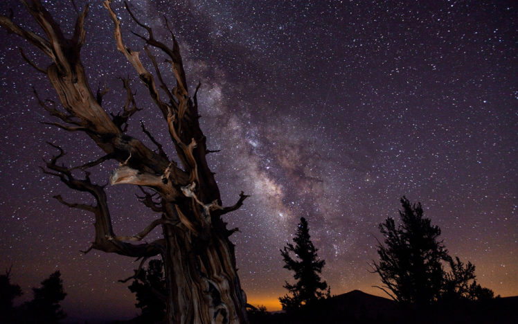 tree, Night, Stars, Galaxy, Milky, Way HD Wallpaper Desktop Background